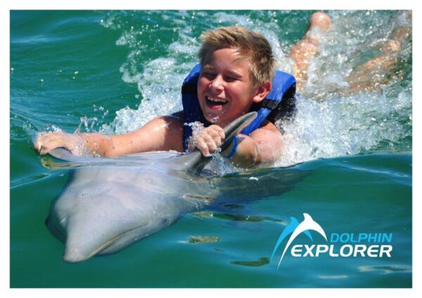 DOLPHIN EXPLORER - Image 2