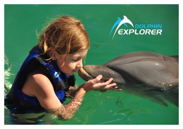 DOLPHIN EXPLORER - Image 3