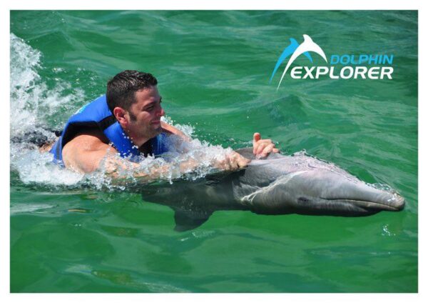 DOLPHIN EXPLORER - Image 4