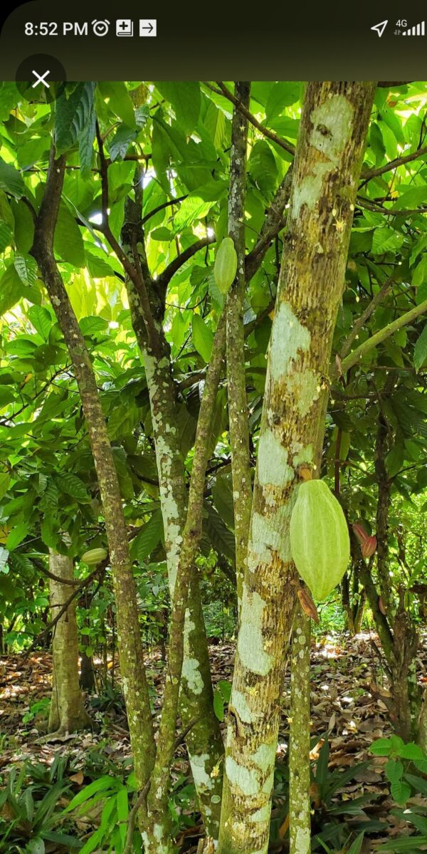 PUNTA CANA - HIGUEY CTY TOUR DISCOVERY OF THE DOMINICAN CULTURE - Image 7