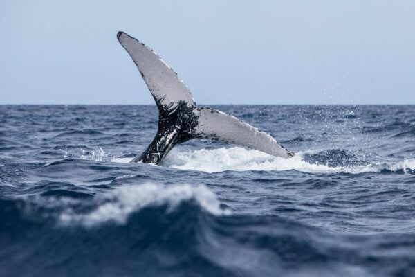 SAMANA WHALE SANCTUARY - Image 5