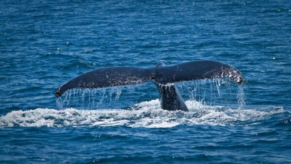 SAMANA WHALE SANCTUARY - Image 4