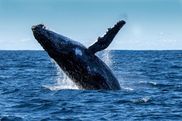 SAMANA WHALE SANCTUARY - Image 3