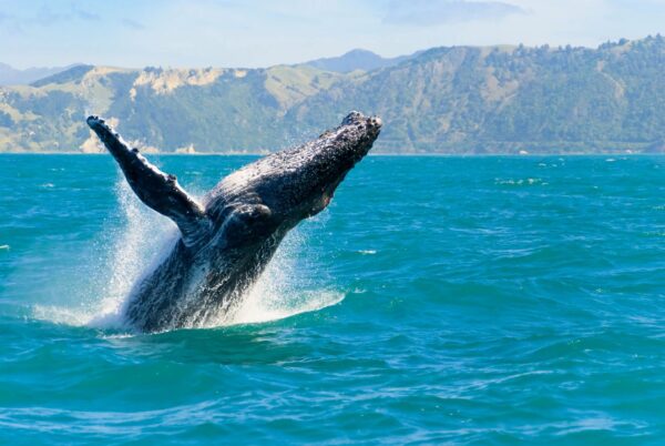 SAMANA WHALE SANCTUARY